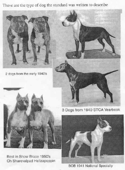 American Staffordshire Terrier History: How the AmStaff Separated From the Pit  Bull – American Kennel Club