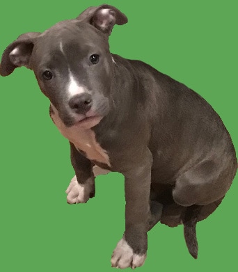 Verrassend Available American Staffordshire Terrier Puppies UO-99