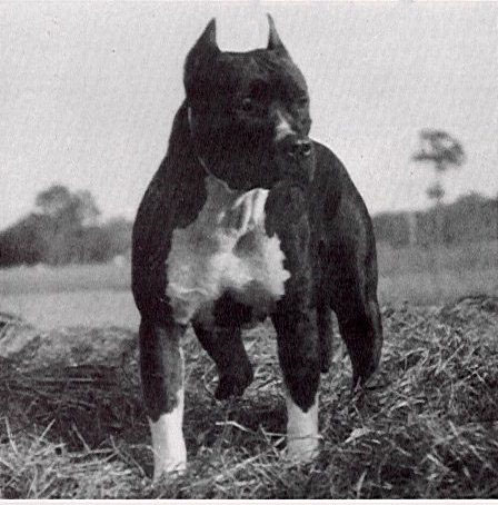American Staffordshire Terrier History: How the AmStaff Separated From the  Pit Bull – American Kennel Club