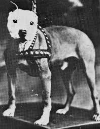 American Staffordshire Terrier History: How the AmStaff Separated From the Pit  Bull – American Kennel Club